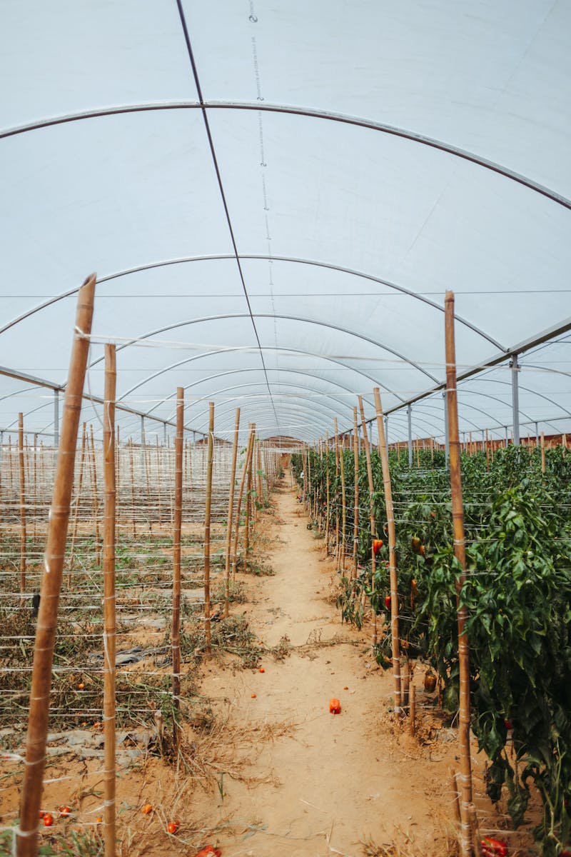 Sustainable greenhouse farming