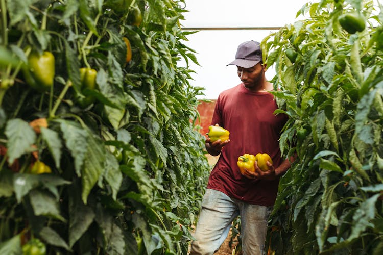 Farmer In Bell Pepper Field