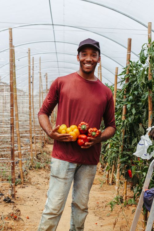 Free A smiling farmer proudly holding fresh yellow and red bell peppers in a greenhouse. Stock Photo