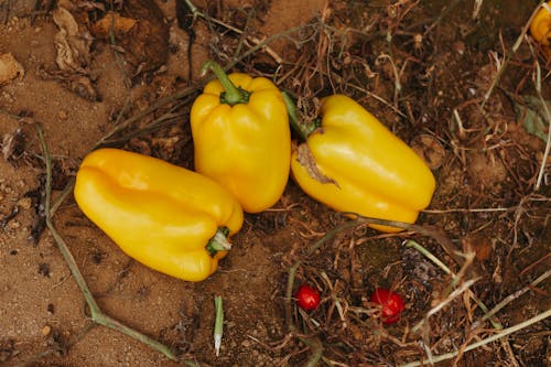 Close-up of a Yellow Peppers on the Ground