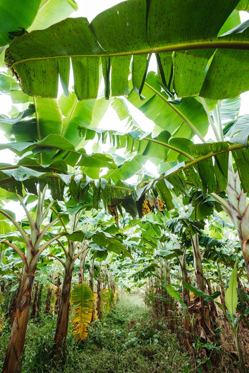 Banana Trees Plantation