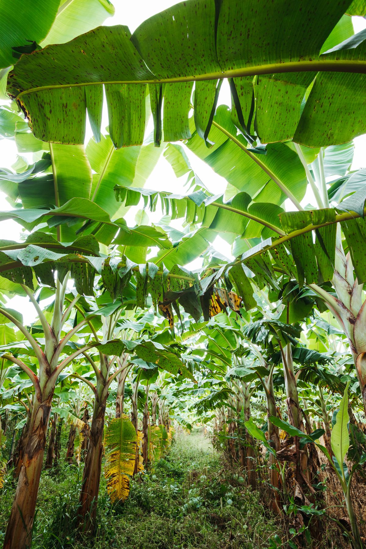 Davao del Norte culture