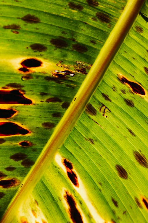 Close-up of a Spotty Banana Tree Leaf