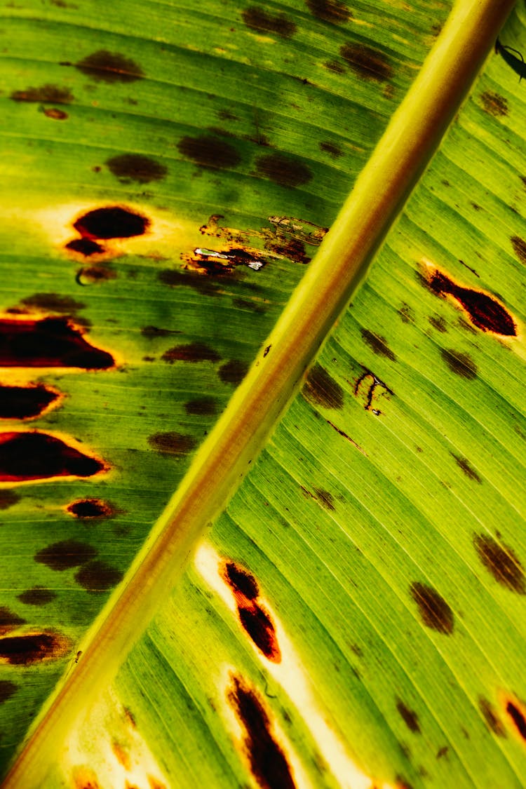 Close-up Of A Spotty Banana Tree Leaf