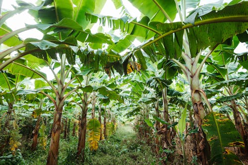 Ingyenes stockfotó banán fák, egzotikus, farm témában