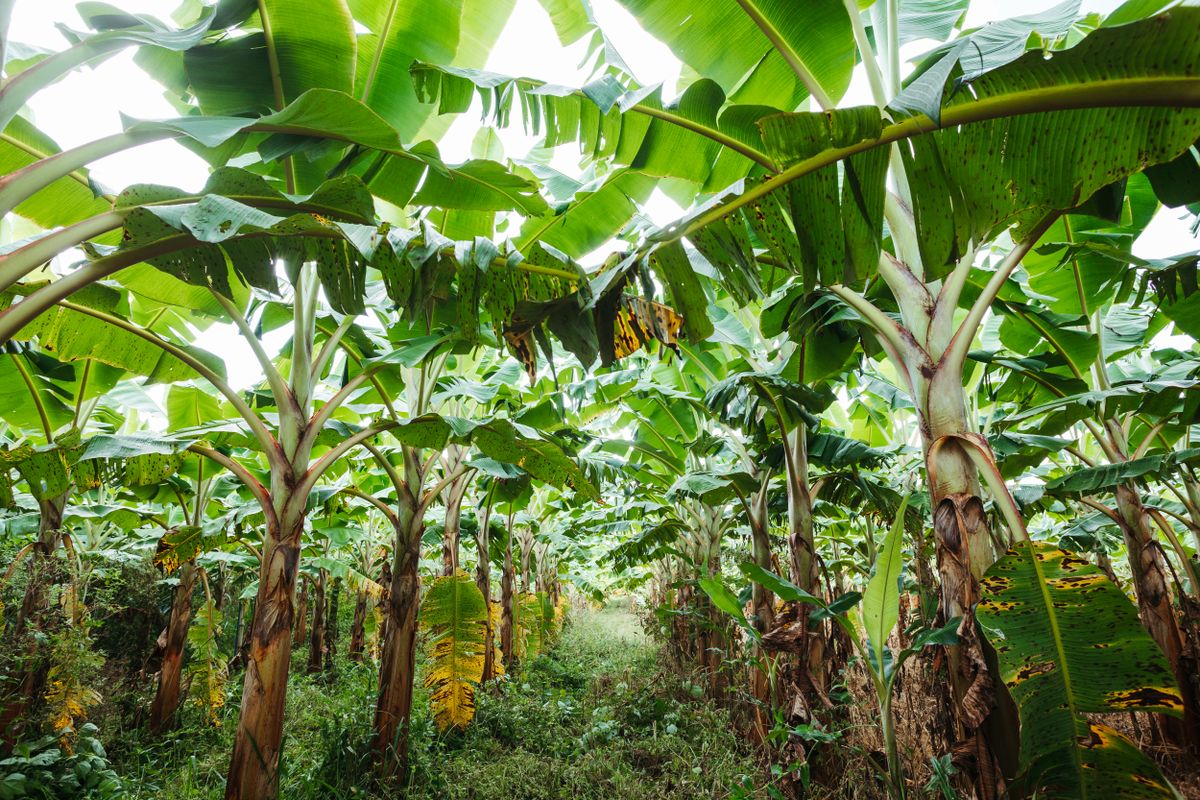 Dense green banana plantation, representing Jalgaon's role as Maharashtra's leading banana-producing district