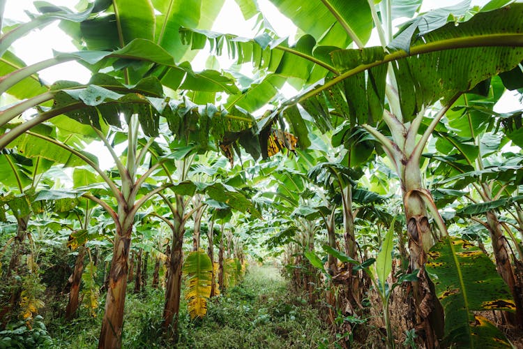 A Banana Plantation 