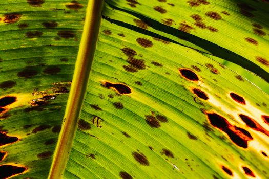 Stains on Green Leaf
