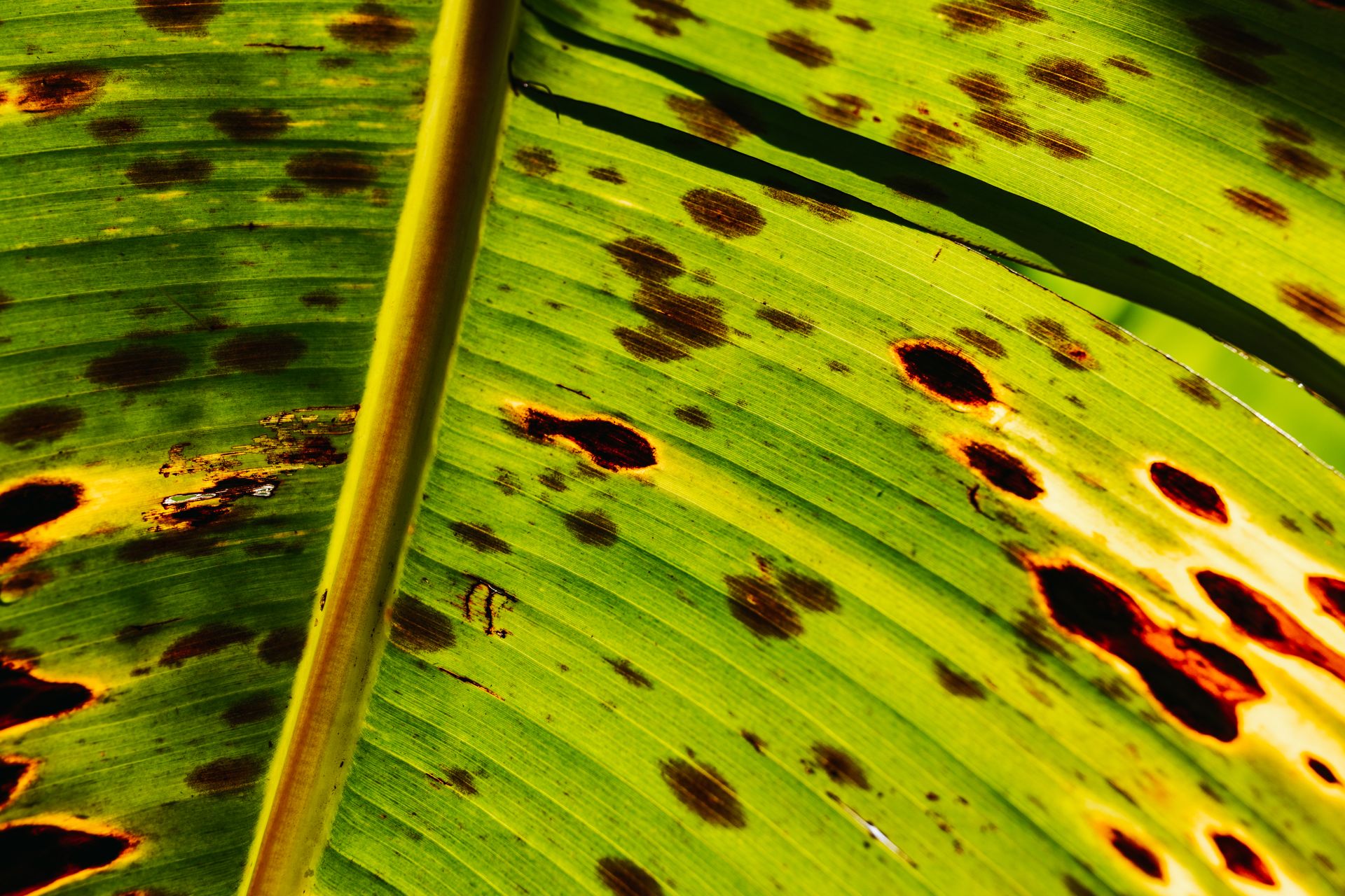 Stains on Green Leaf