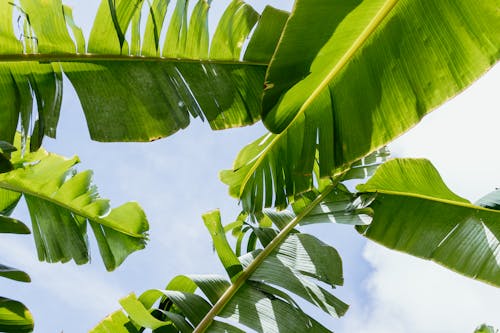 Low Angle Shot of Banana Tree Leaves on the Background of Blue Sky 