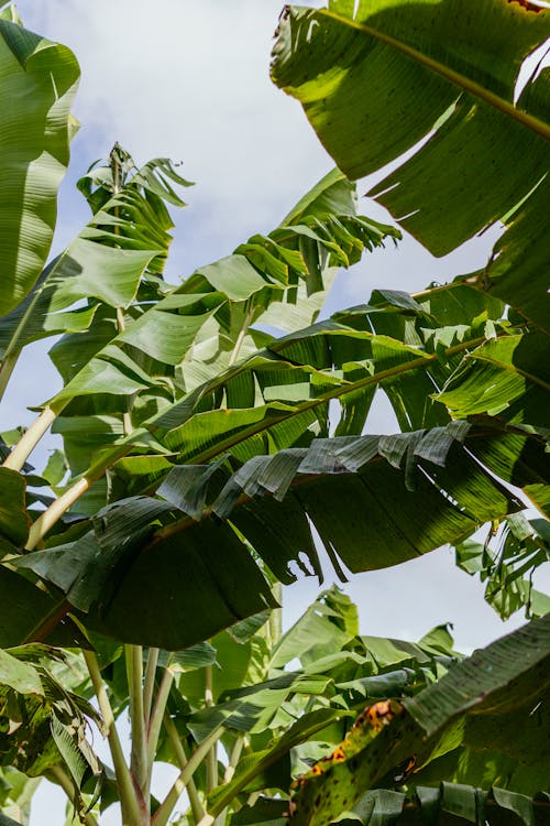 Low Angle Shot of Banana Trees 