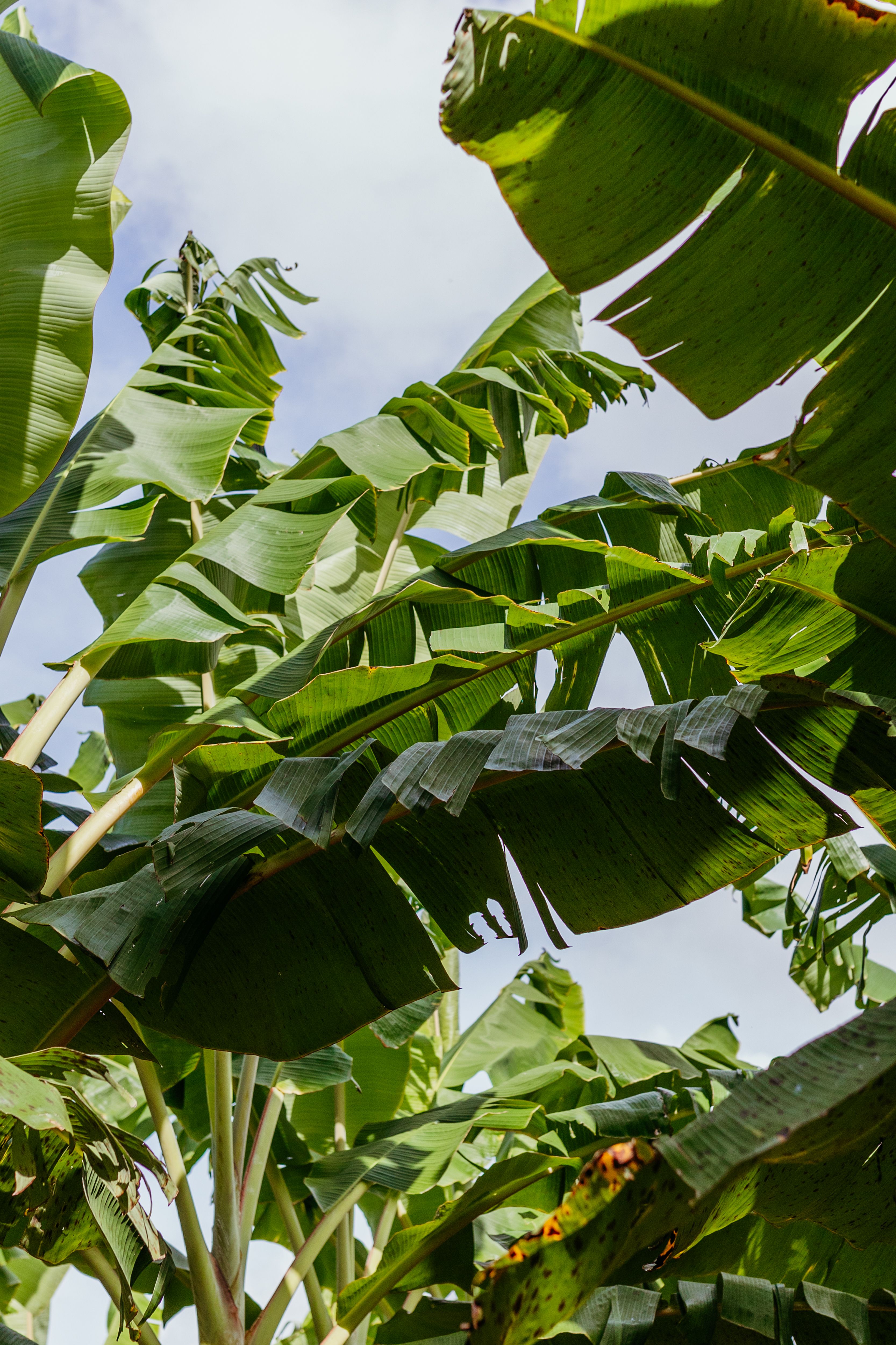 Gratis stockfoto met @buitenshuis, bananenbladeren, bananenboom Stockfoto