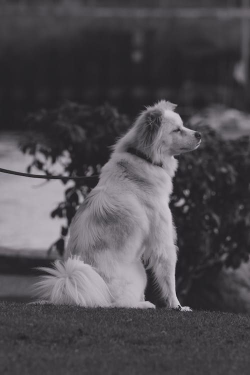 Imagine de stoc gratuită din alb-negru, animale de casă, câine