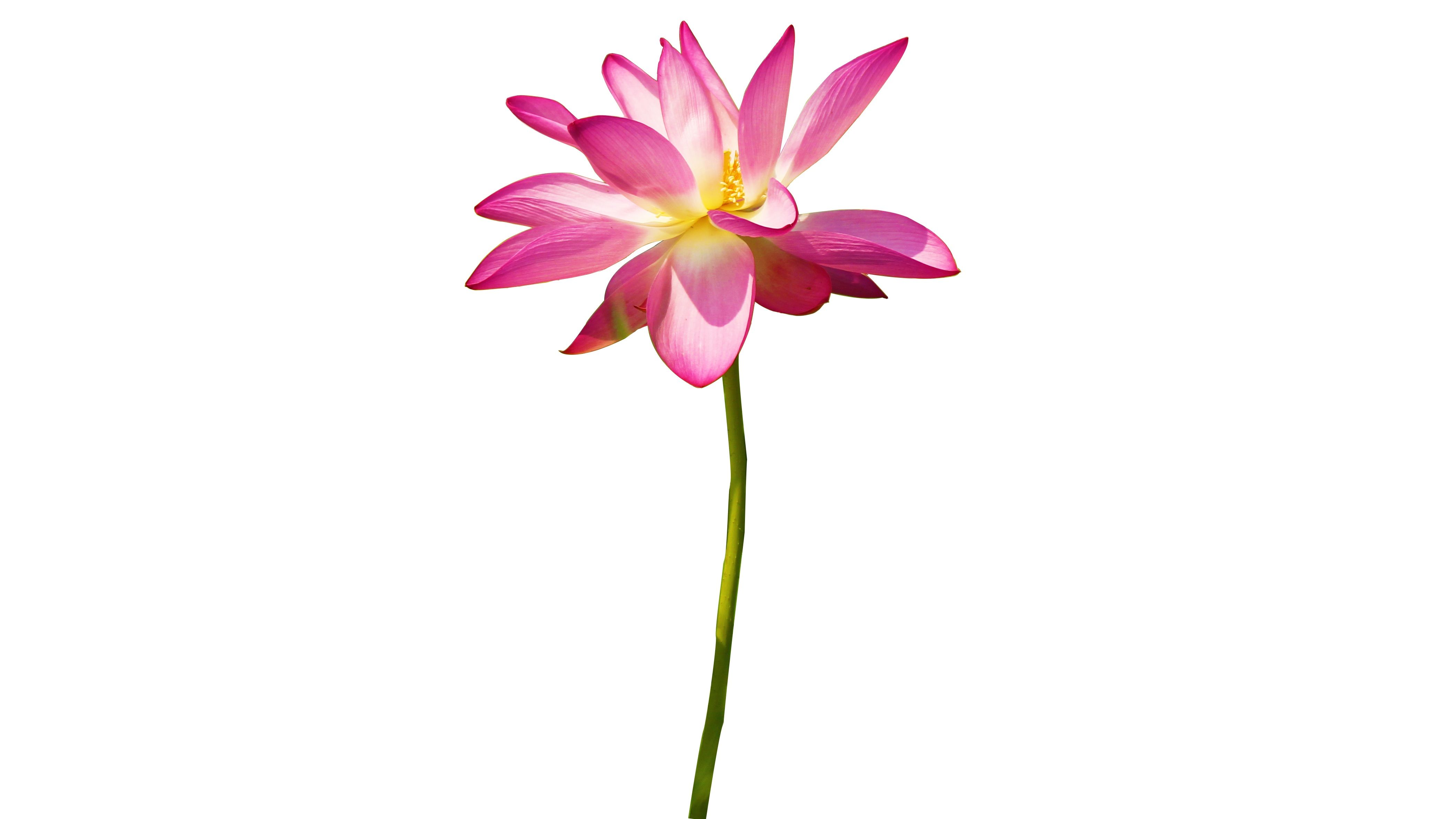 Kostenloses Foto Zum Thema Ausgeschnitten Blume Isoliert kostenloses-foto-zum-thema-ausgeschnitten-blume-isoliert