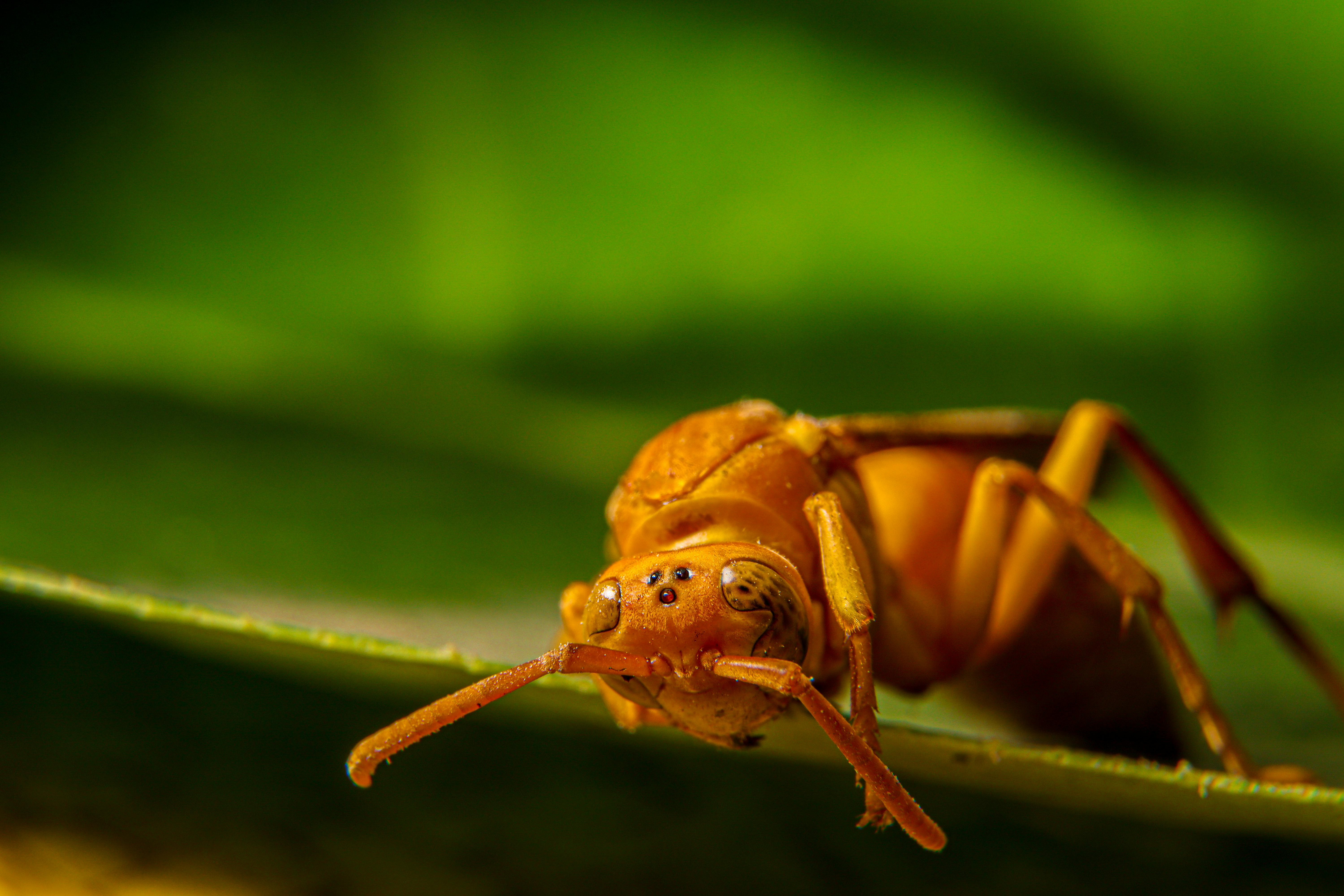 Photos gratuites de anatomie détaillée, arrière-plan vert, arthropode