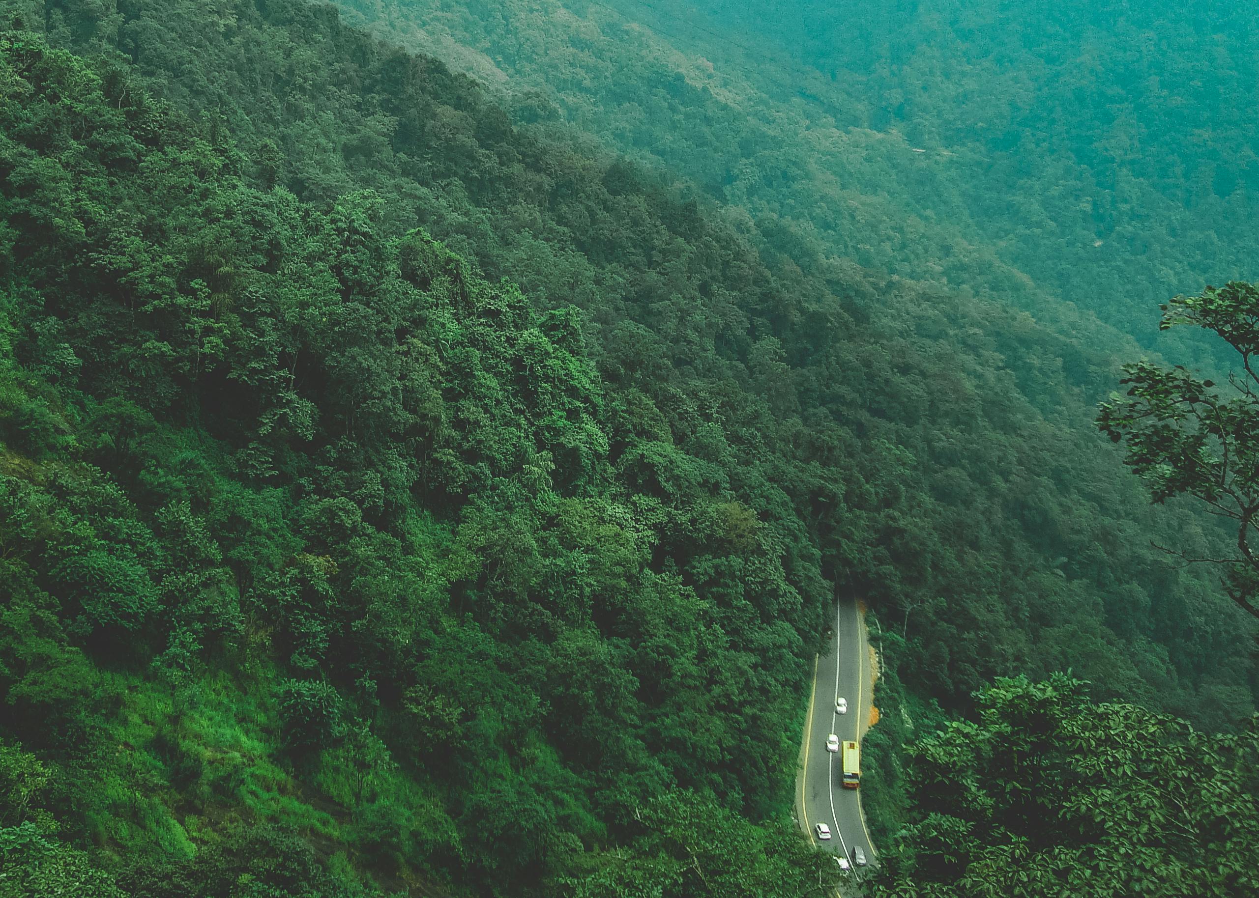 Bird's-eye Photography of Trees Near Road