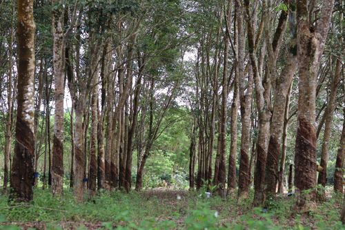 Free Lush green pathway lined with rubber trees in a peaceful plantation setting. Stock Photo