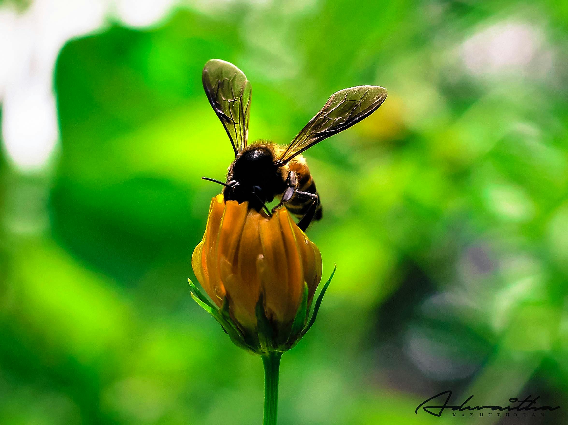 Free stock photo of flower, honey bee