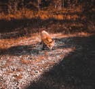 挪威秋天的野生红狐，为秋色增添了活力