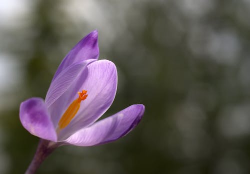 A purple crocus flower with a yellow center