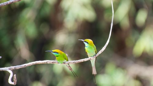 Free Close-up of two vibrant Asian green bee-eaters perched on a branch in nature. Stock Photo