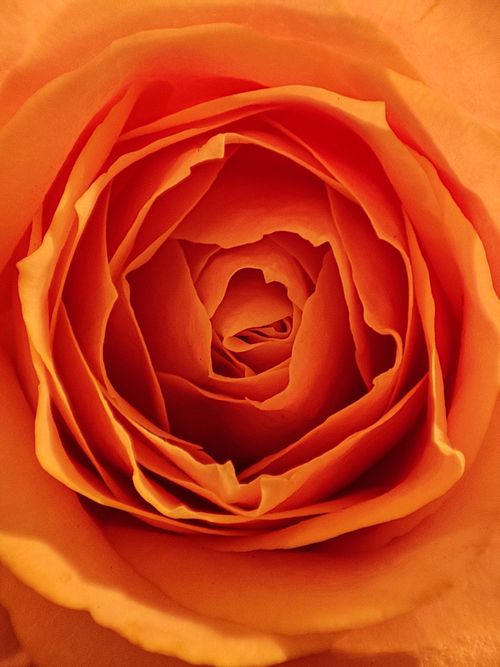 Free Stunning close-up of a vibrant orange rose revealing intricate petals and natural beauty. Stock Photo