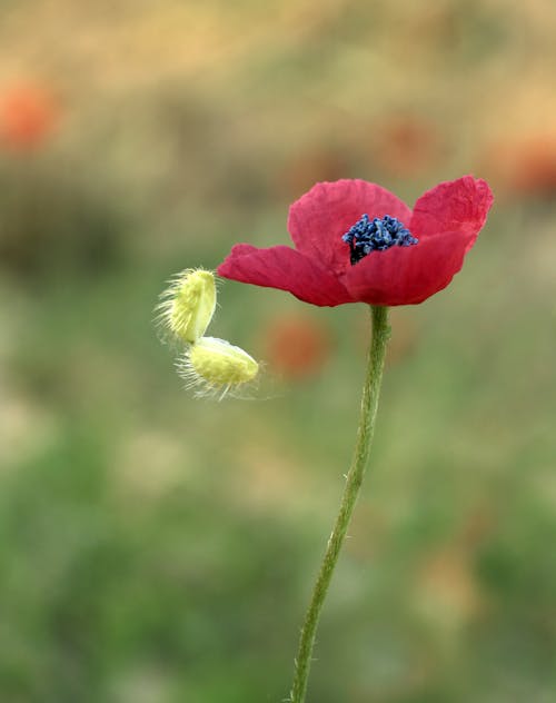 A red poppy flower with a green stem