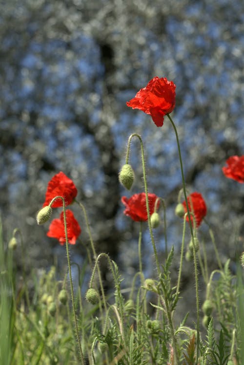 佩斯卡拉, 向日葵, 土地 的 免費圖庫相片