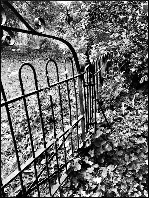 Free stock photo of cemetery, iron fence, iron gate