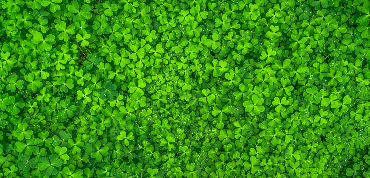 Free Top View Photo of Clover Leaves Stock Photo