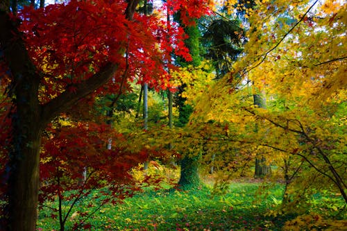 Free stock photo of trees