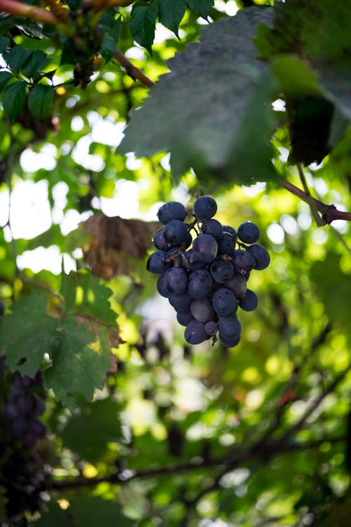 Close-up of Dark Grapes on a Vine 