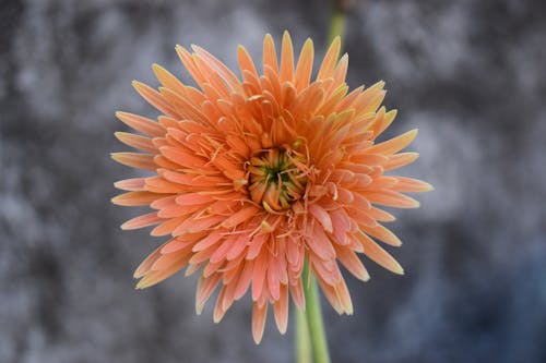 Fotos de stock gratuitas de flor, flor naranja, flores