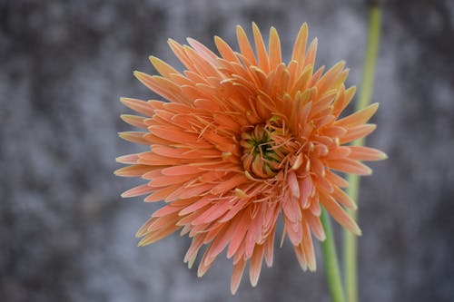 Imagine de stoc gratuită din floare, floare portocalie, flori