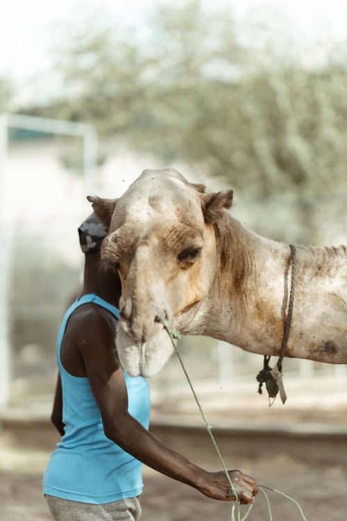 Free A man stands beside a camel outdoors, showcasing nature and connection. Stock Photo