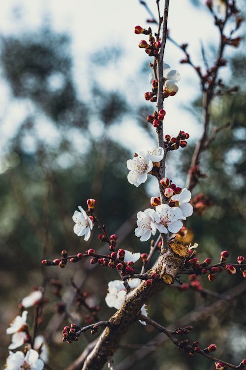 Closeup of a Blossoming Fruit Tree Branch