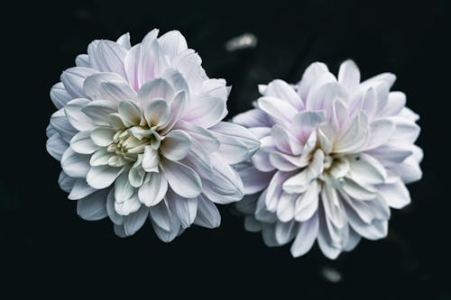 Close-up of Blooming Flowers on Black Background