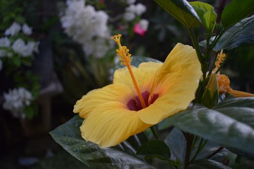 Imagine de stoc gratuită din flori, flori frumoase, flori galbene
