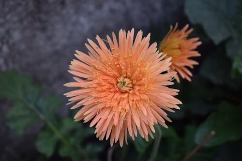 オレンジ色の花, フラワーズ, 美しい花の無料の写真素材