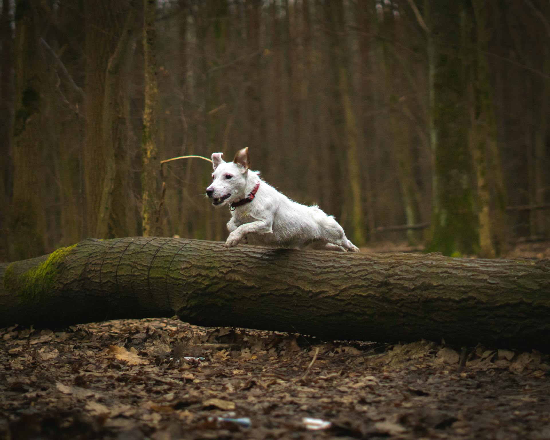 Dog Jumping over Tree Trunk