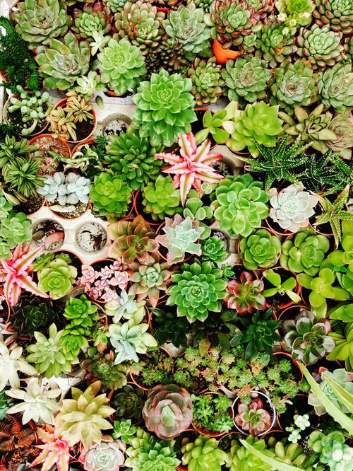 Free Colorful top-down view of assorted succulents in Cameron Highlands, Malaysia. Stock Photo