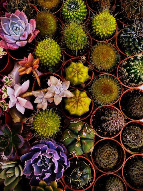 Free Top View of Variety of Succulents in Small Pots  Stock Photo