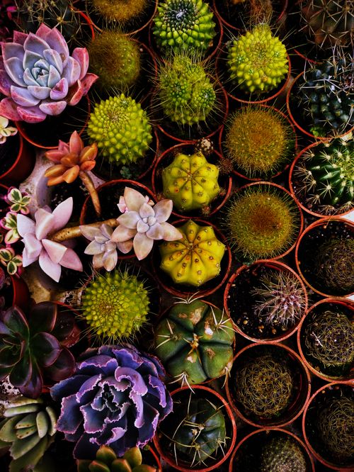 Free Top view of vibrant potted succulents and cacti, showcasing texture and color variety. Stock Photo