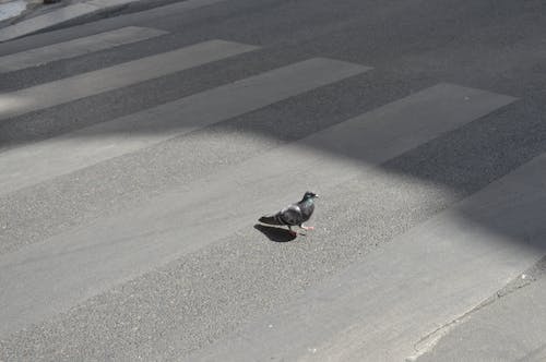 Základová fotografie zdarma na téma asfalt, chůze, holub