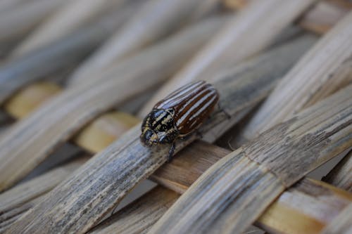 昆虫, 甲虫の無料の写真素材