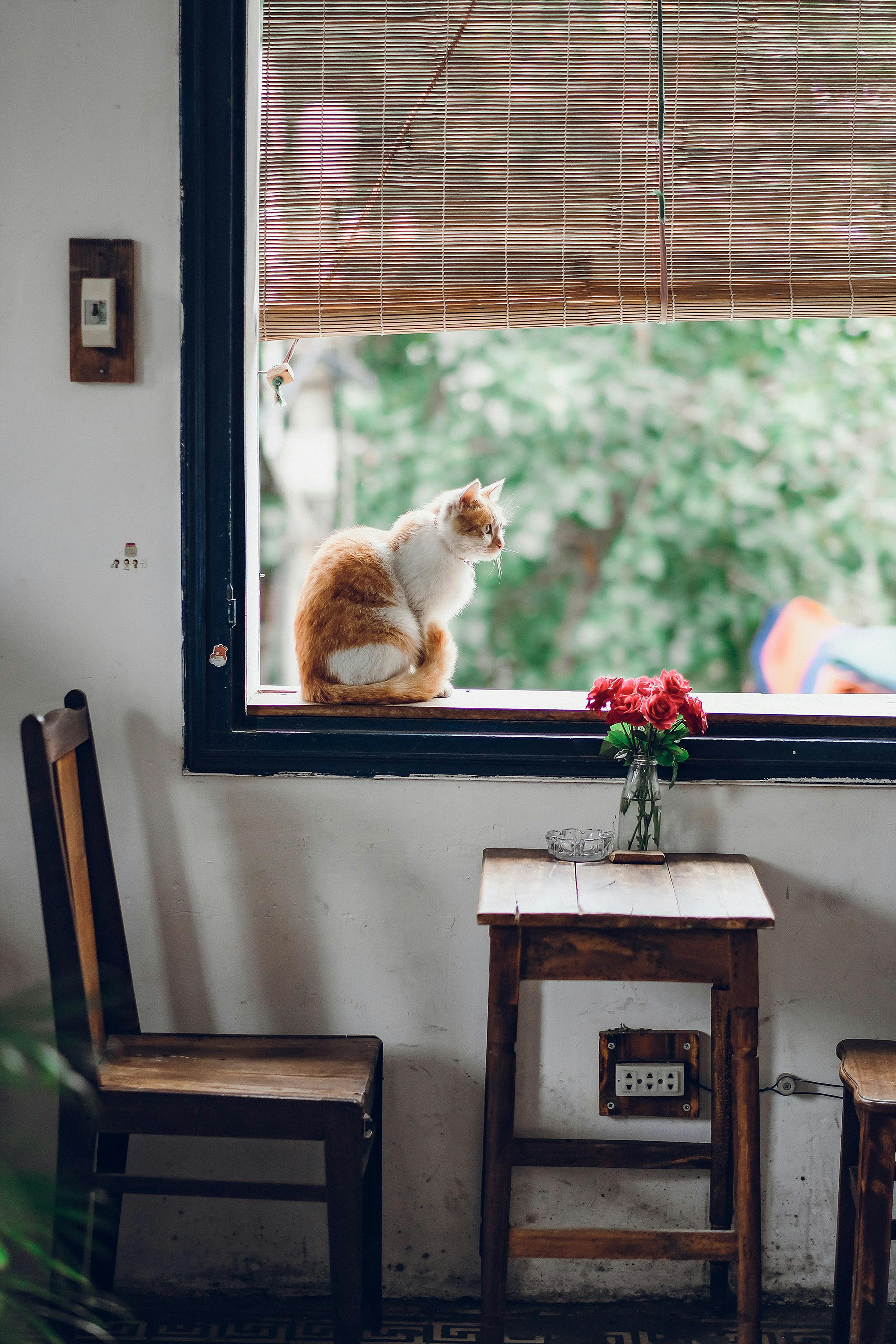 A ginger cat sits by a café window with red flowers and wooden furniture creating a warm ambiance.