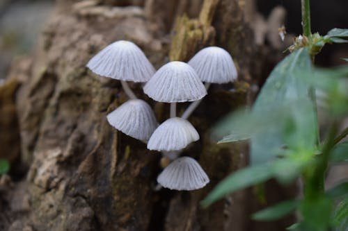 Free stock photo of fungi, mushroom, mushrooms Stock Photo