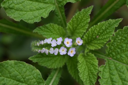 「小さな花」, フラワーズ, 緑の無料の写真素材