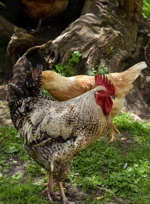 Close-up of a Rooster and Hen Walking on a Grass Field 