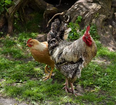 Vibrant rooster and hen walking on a grassy farmyard, showcasing domestic poultry.